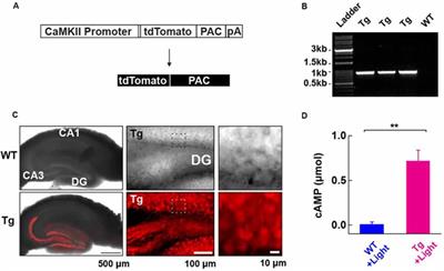 Optogenetic Manipulation of Postsynaptic cAMP Using a Novel Transgenic Mouse Line Enables Synaptic Plasticity and Enhances Depolarization Following Tetanic Stimulation in the Hippocampal Dentate Gyrus